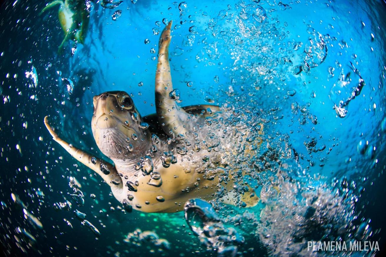 green turtle air bubbles underwater photography scuba