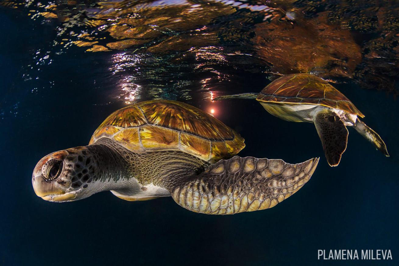 green turtles canary islands tenerife underwater photography scuba