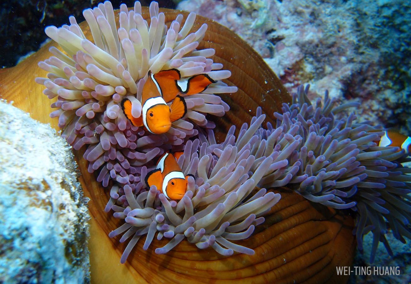purple clownfish nemo anemone underwater photography