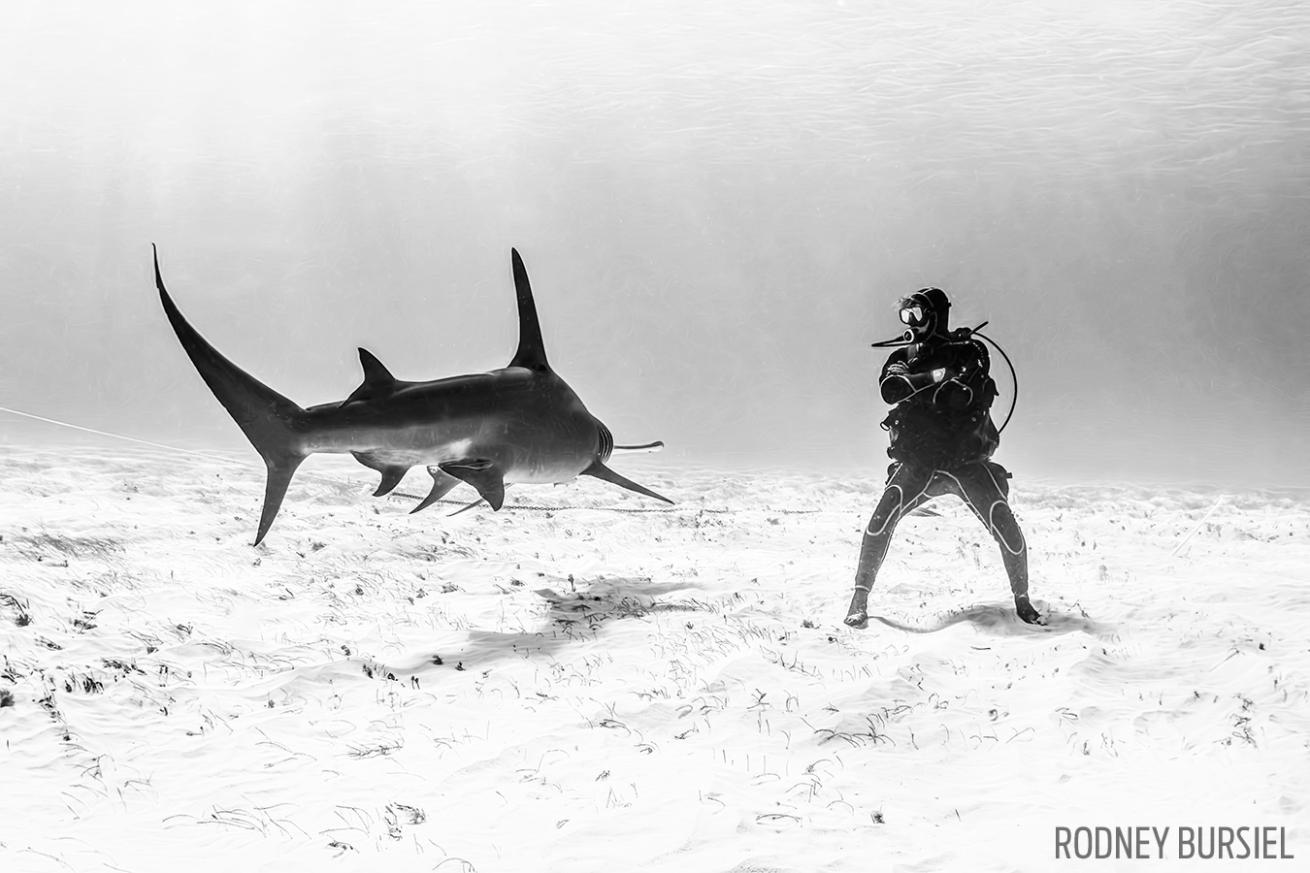 bimini hammerhead shark scuba diver underwater photography