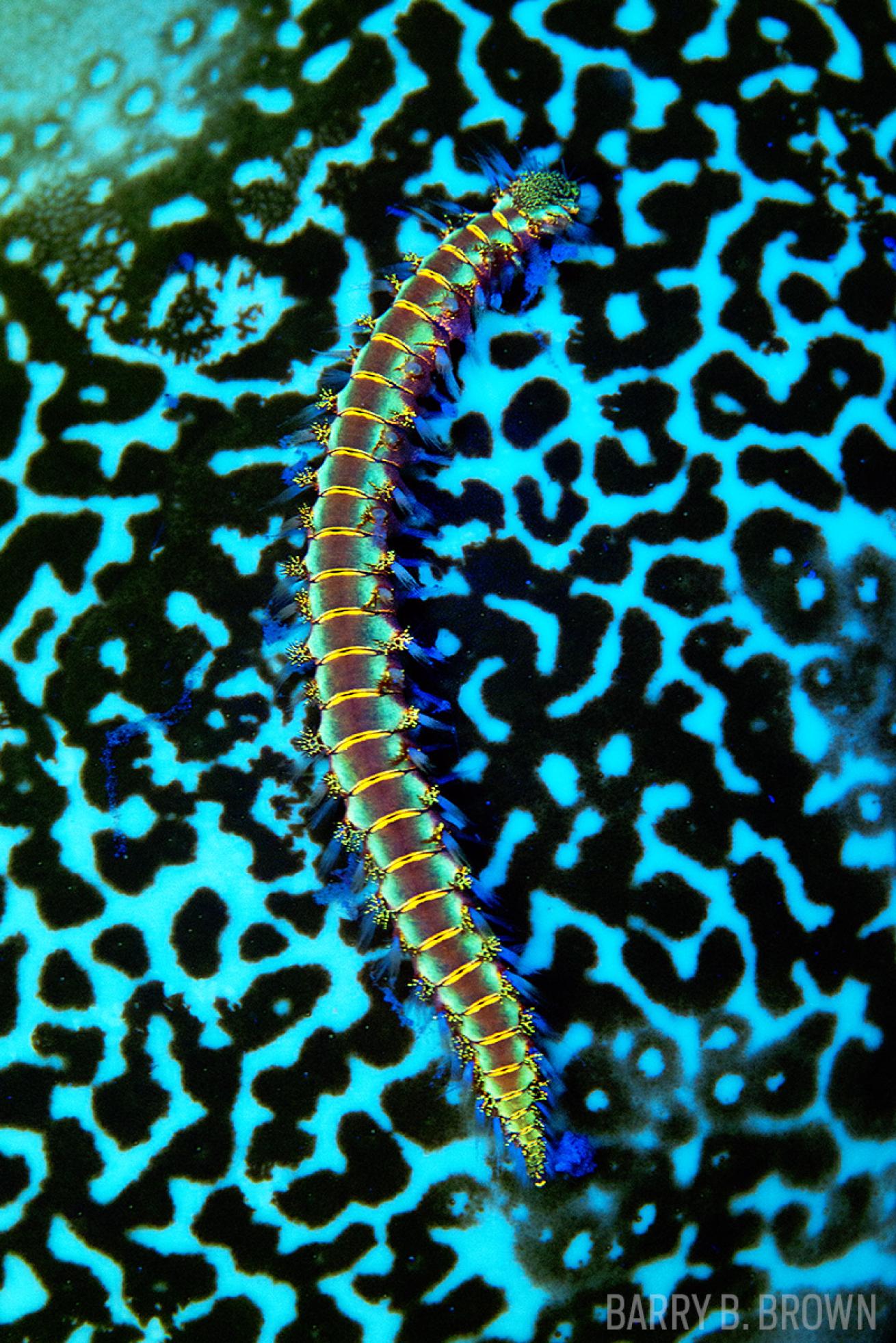 Fluorescent scuba diving in the Caribbean country of Bonaire. 