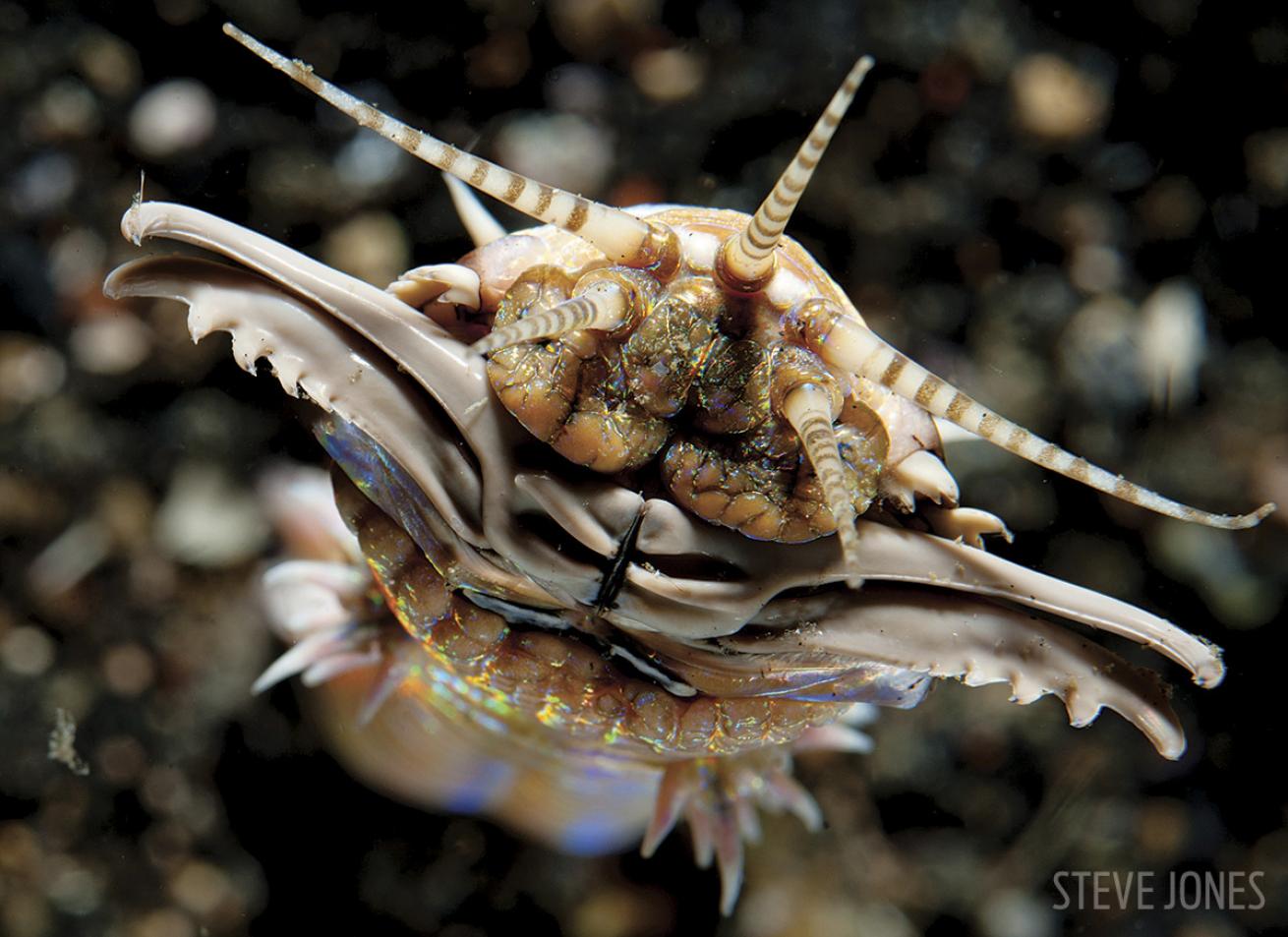 Scuba diving at night in Lembeh Strait, Indonesia