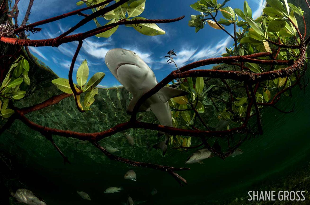 lemon shark pup mangrove nursery scuba diving underwater photography