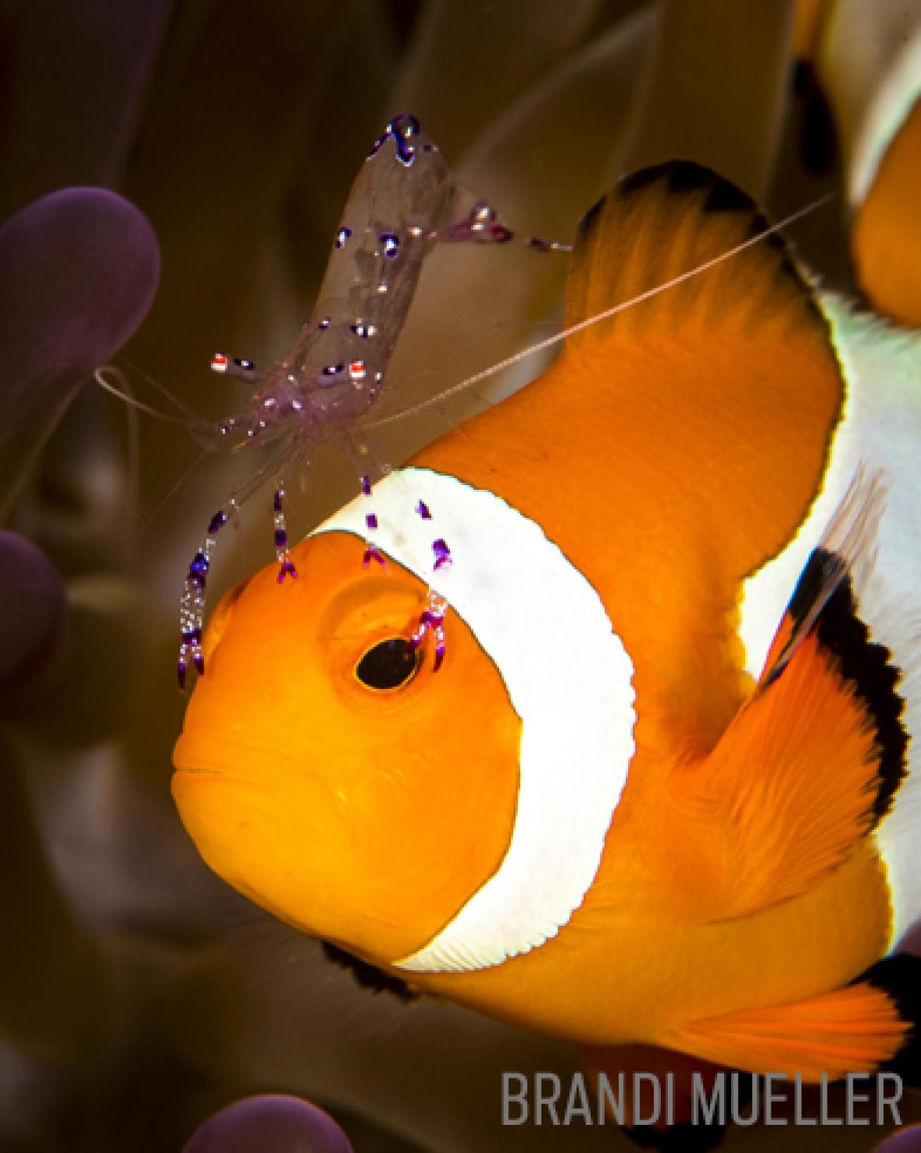 shrimp clownfish anemone orange underwater photography