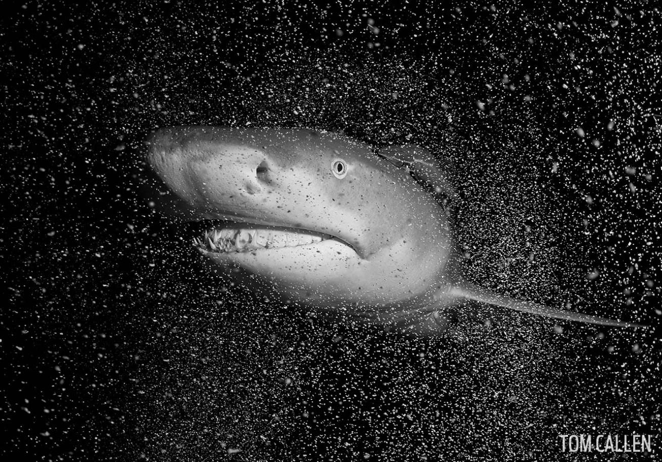 lemon shark tiger beach bahamas scuba underwater photography sandstorm