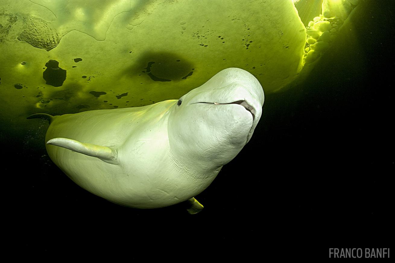 Beluga Whale Norway