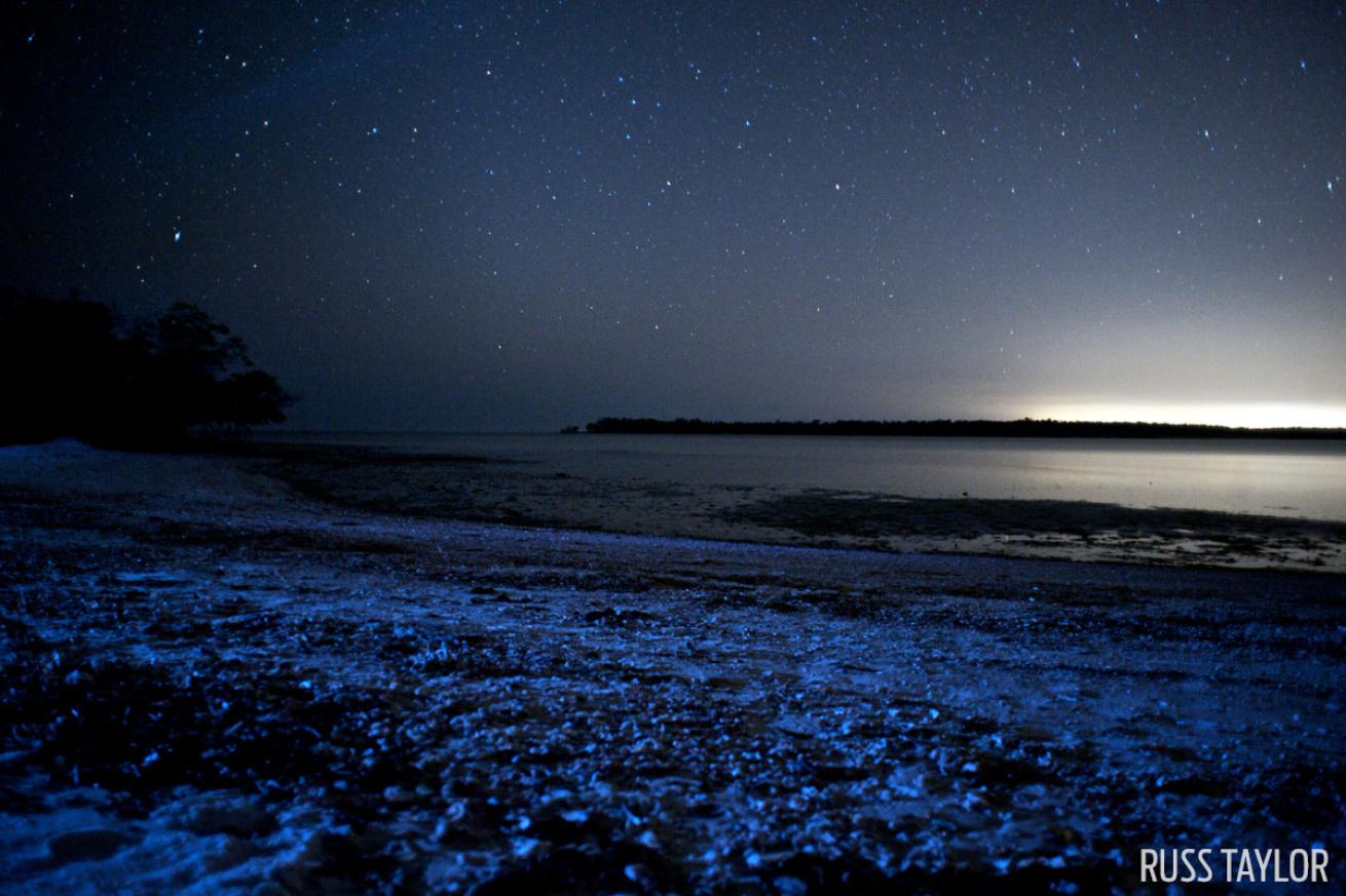 night diving in florida with bioluminescence