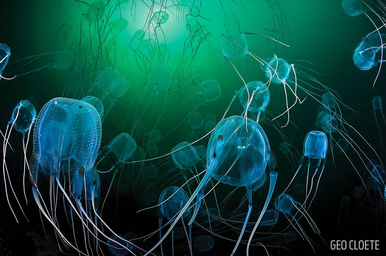 jellyfish underwater south africa underwater photography