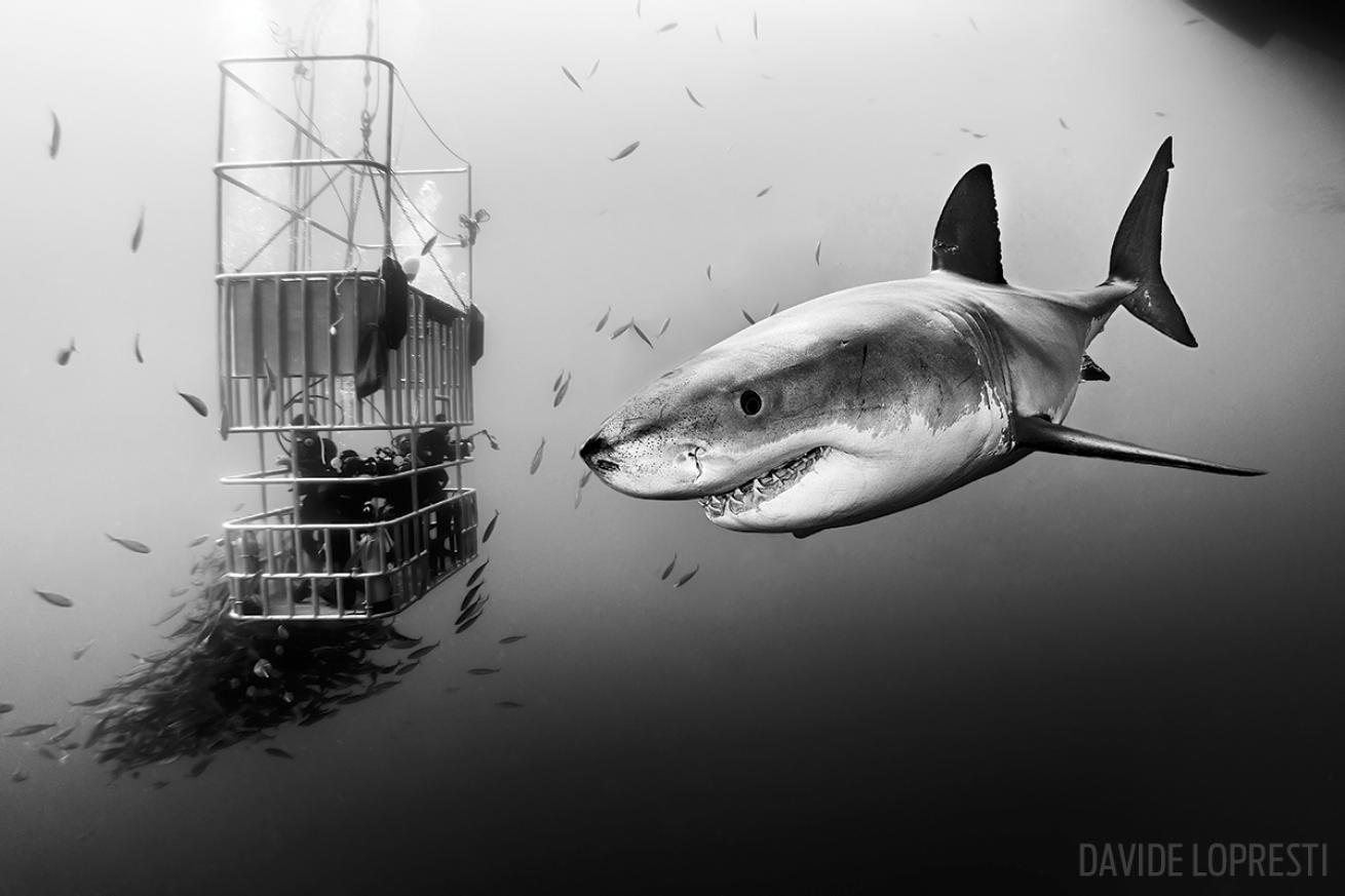 Cage Diving Great White Shark