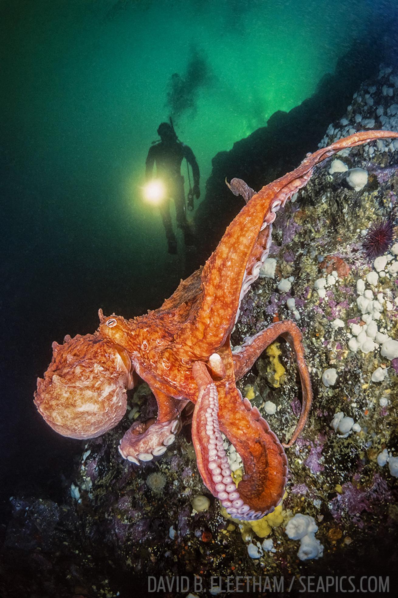 Giant Pacific Octopus Canada