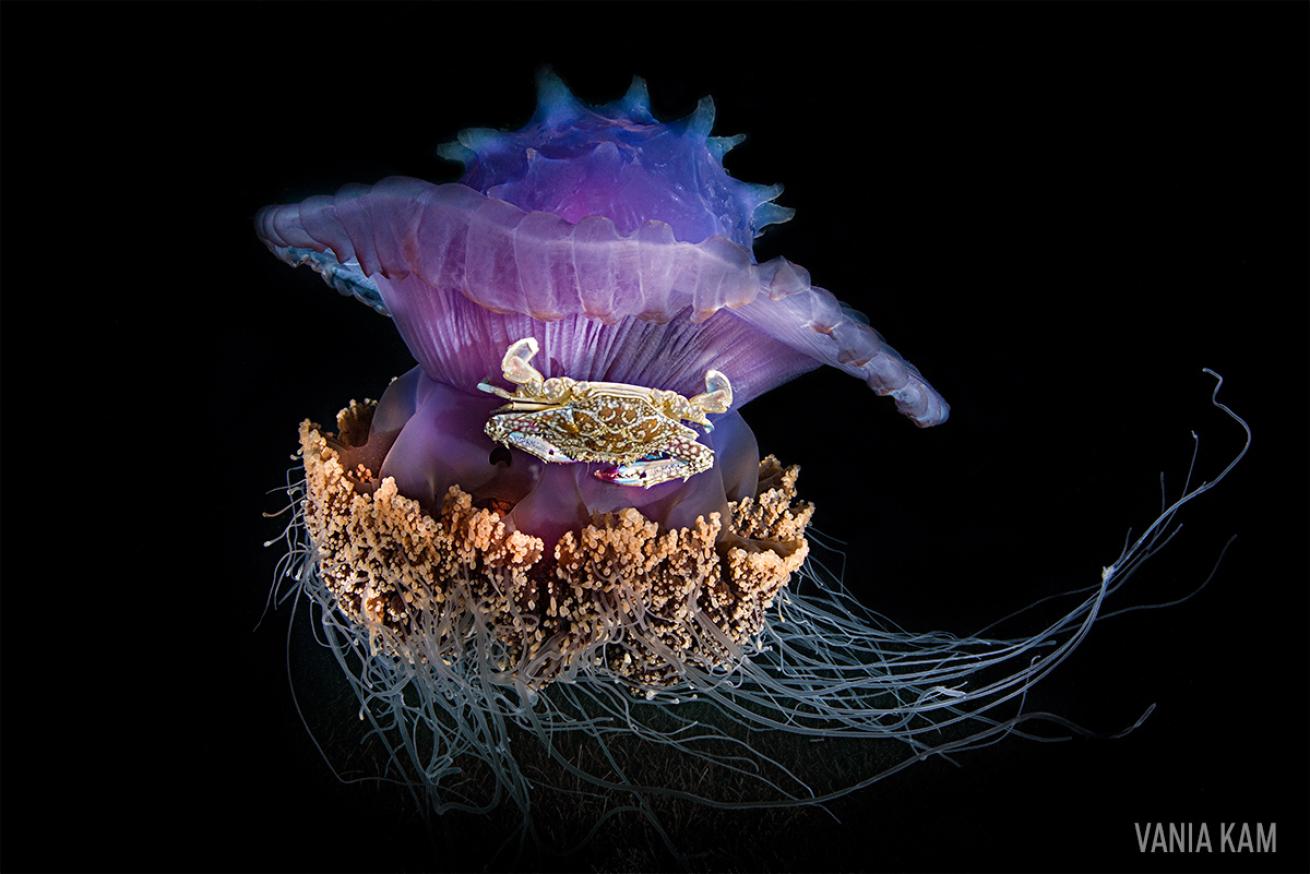 Jellyfish with Crab Hitchhiker 
