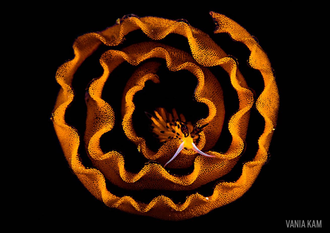 Nudibranch with Eggs Macro Photography Winner