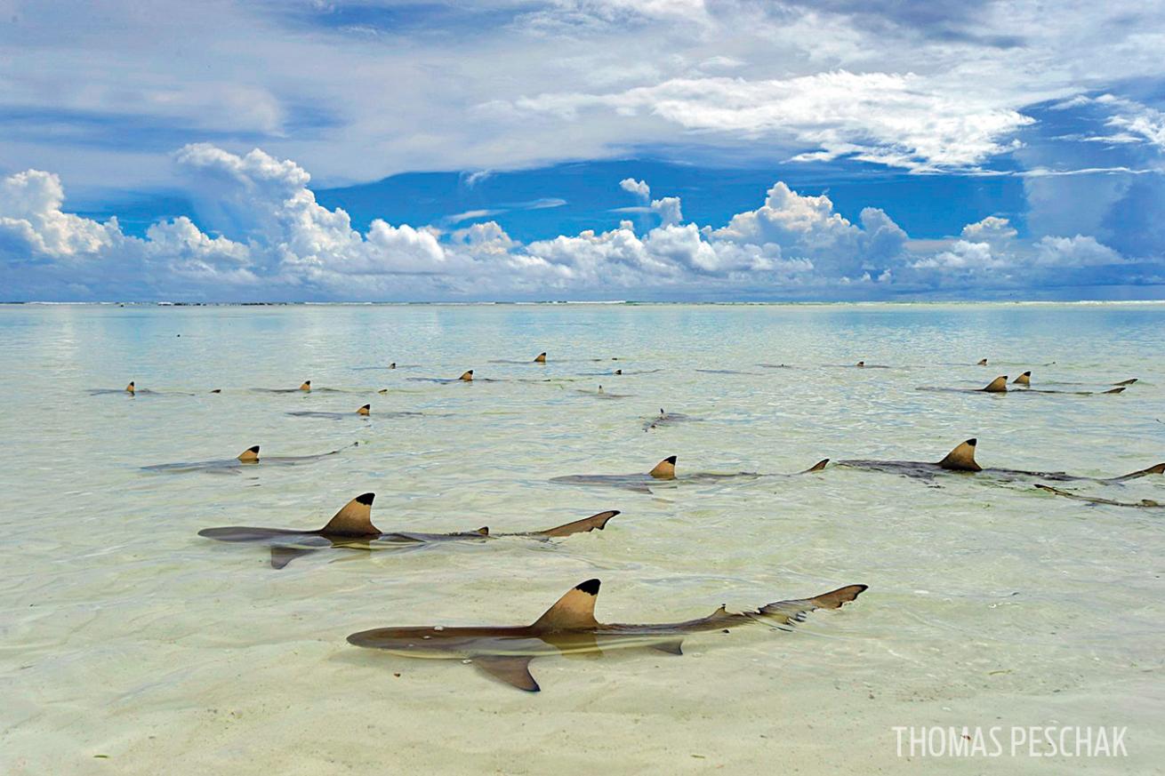 Blacktip reef sharks Seychelles