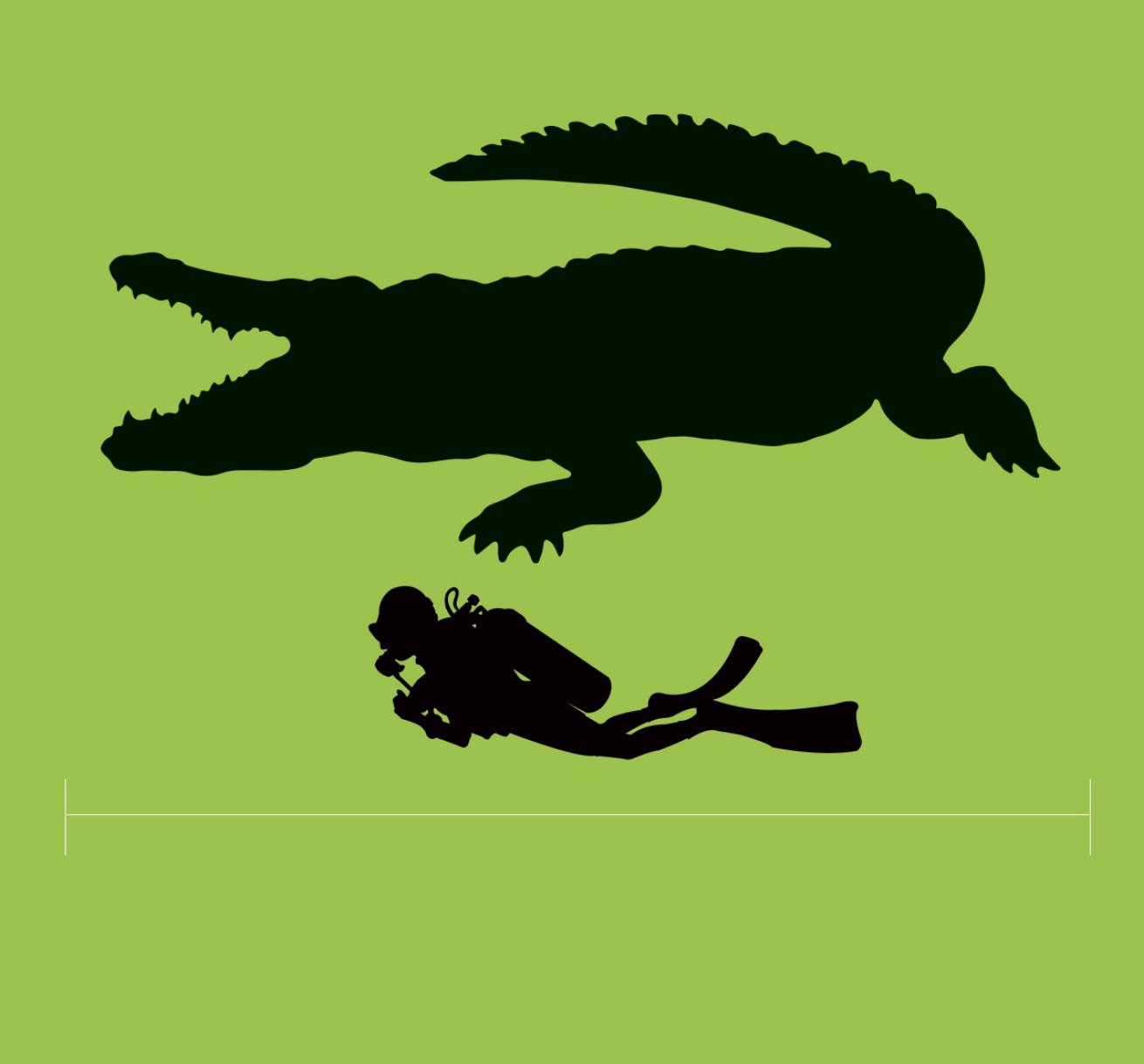 Crocodile size compared with a person