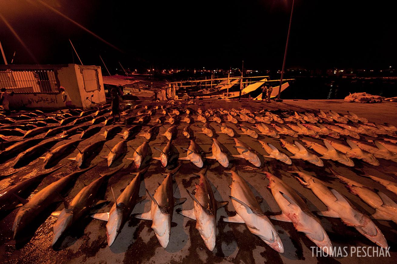 Lots of dead sharks fin trade