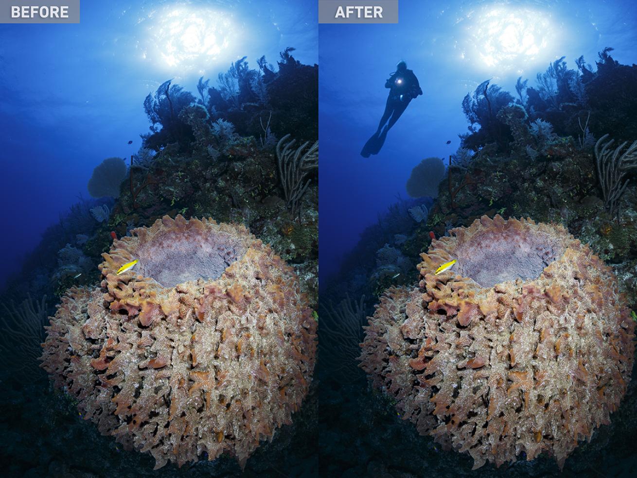 Underwater Photos Combined in Photoshop