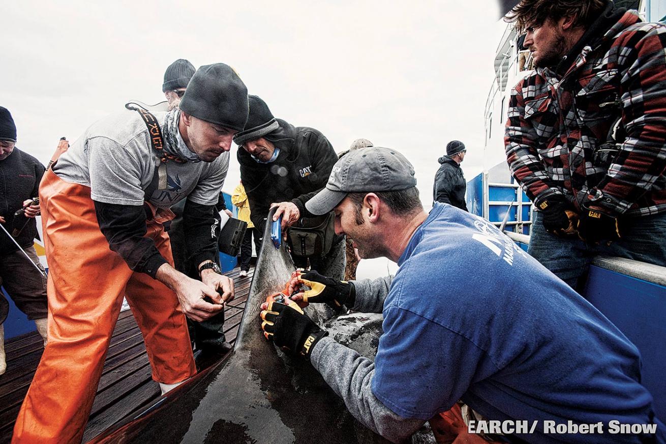 Great White Shark Tagging Ocearch