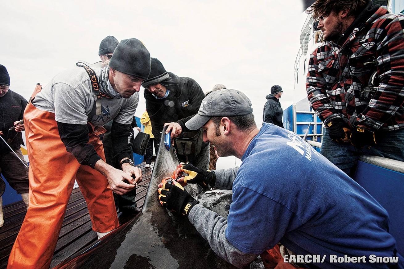 Tagging Great White Sharks to Study Migrations, Behaviors & Twitter