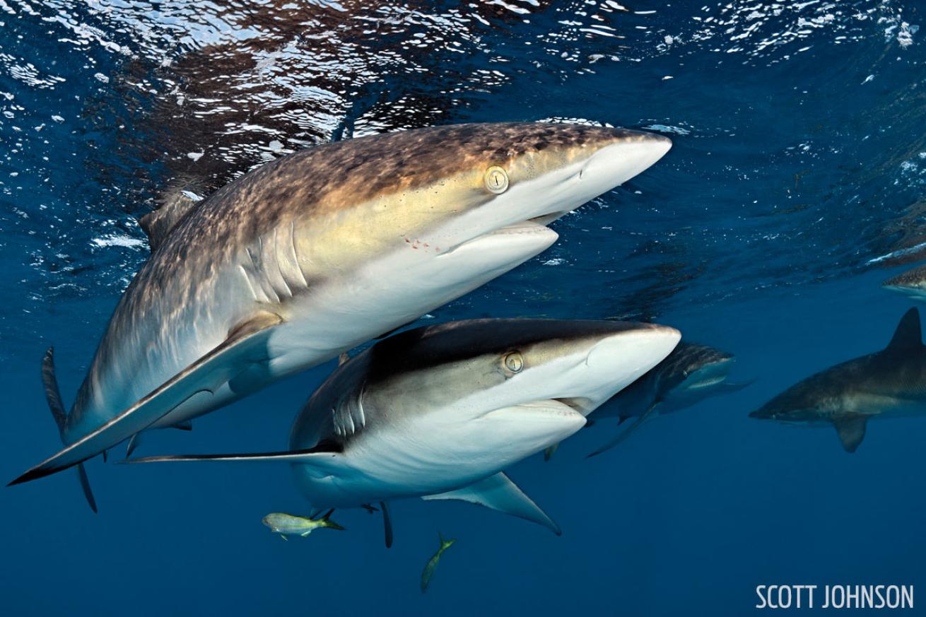 Scuba dive with silky sharks in Cuba. 
