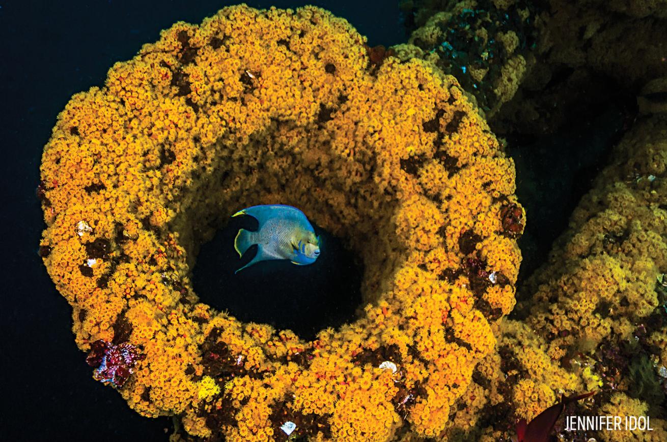 Fish yellow coral diving in Louisiana