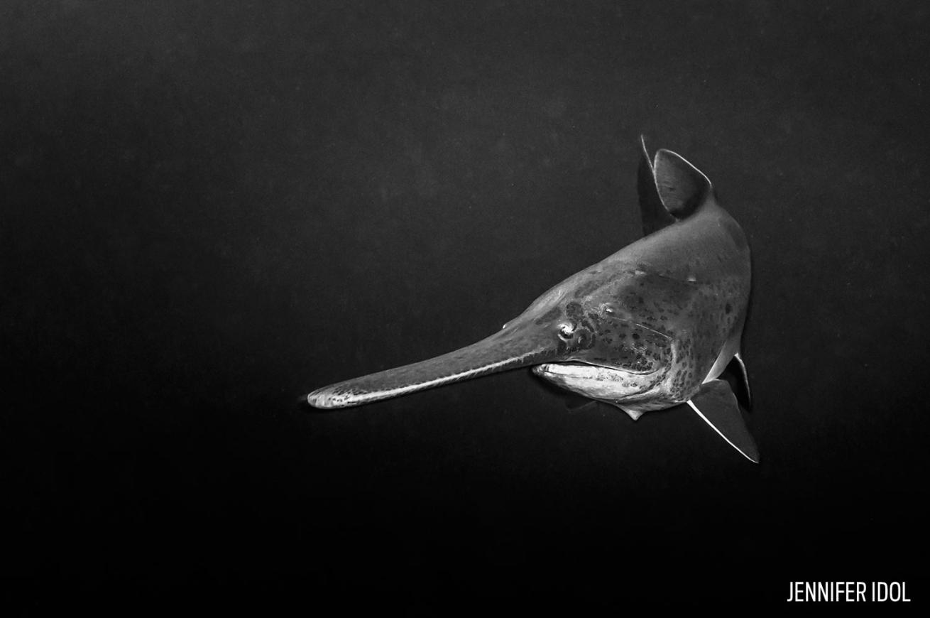 Paddlefish long nose Tennessee Diving