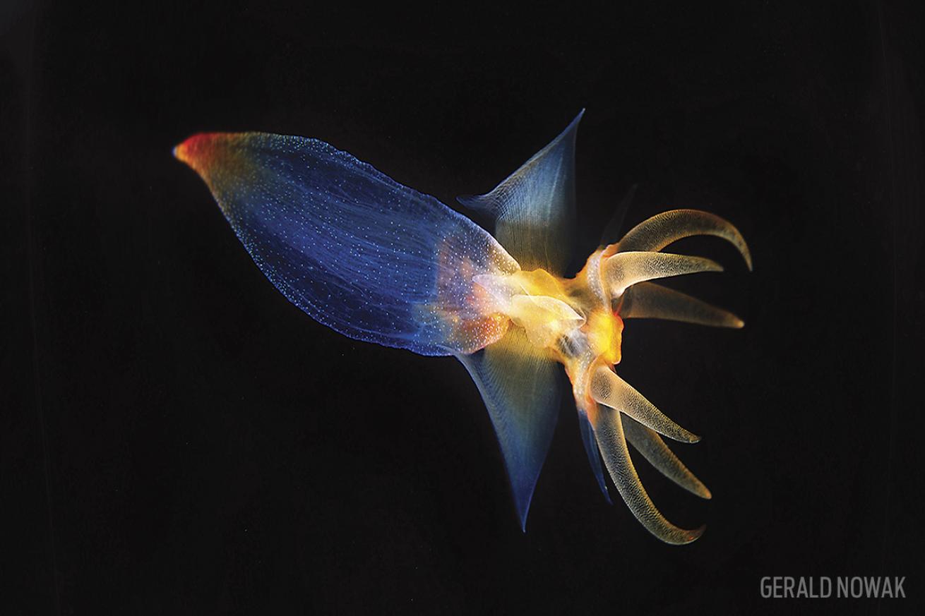 Colorful Sea Butterfly Slug Underwater