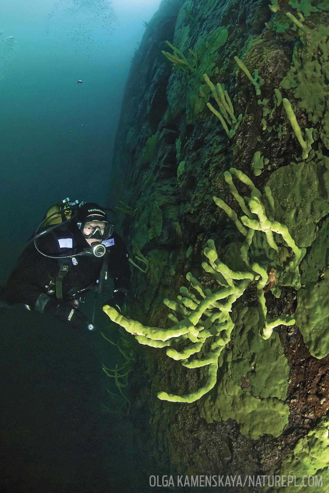 Diver underwater Lake Baikal Canada