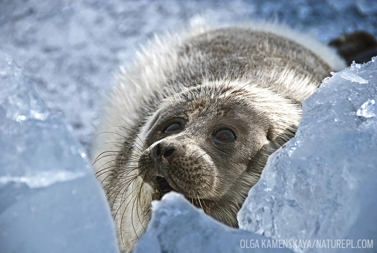 Baby seal Russia