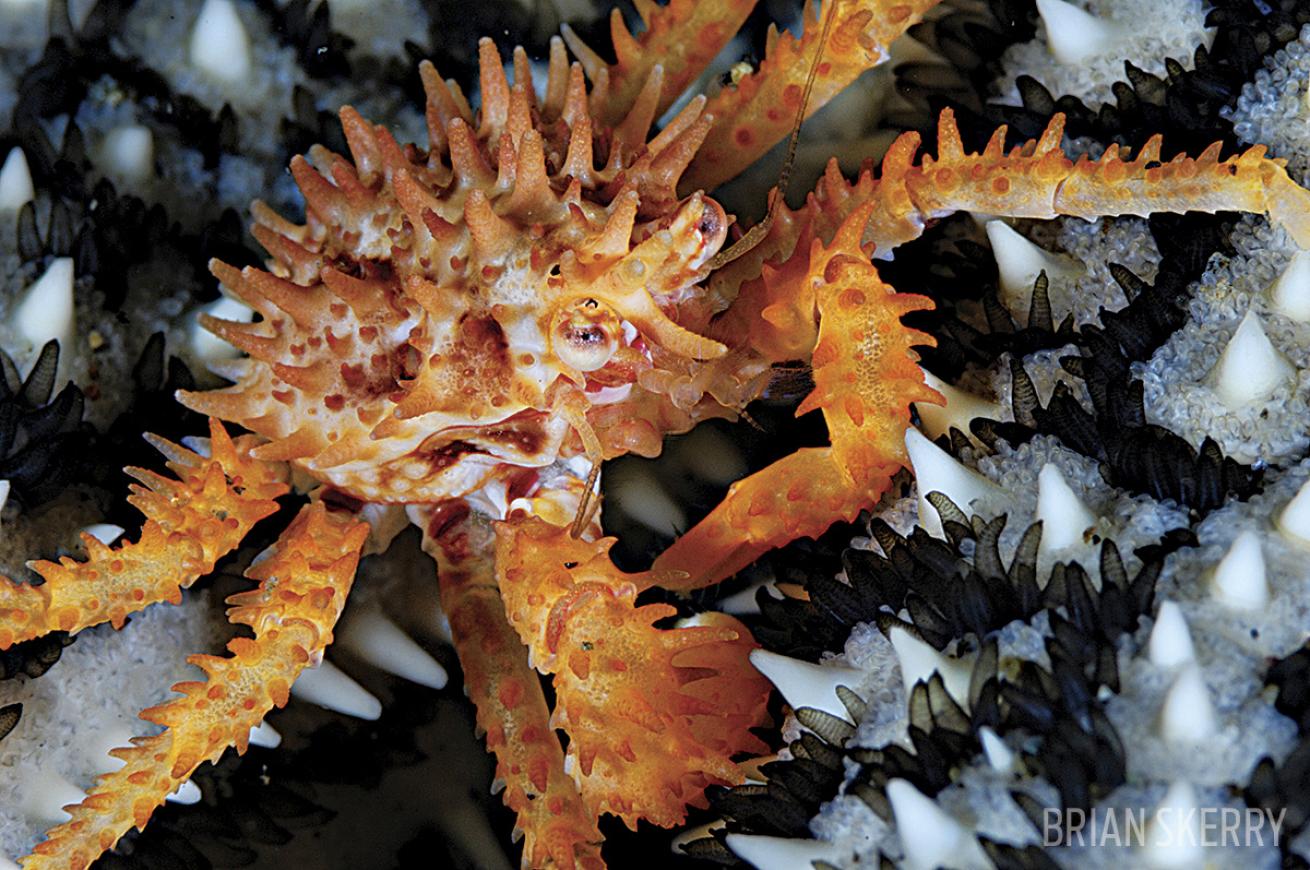 Baby King Crab Underwater in Japan