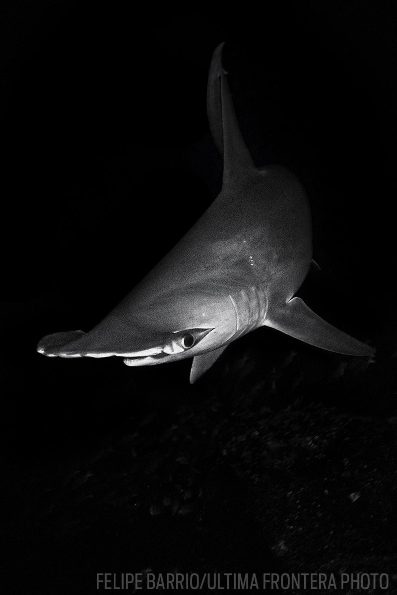 Hammerhead Shark Costa Rica