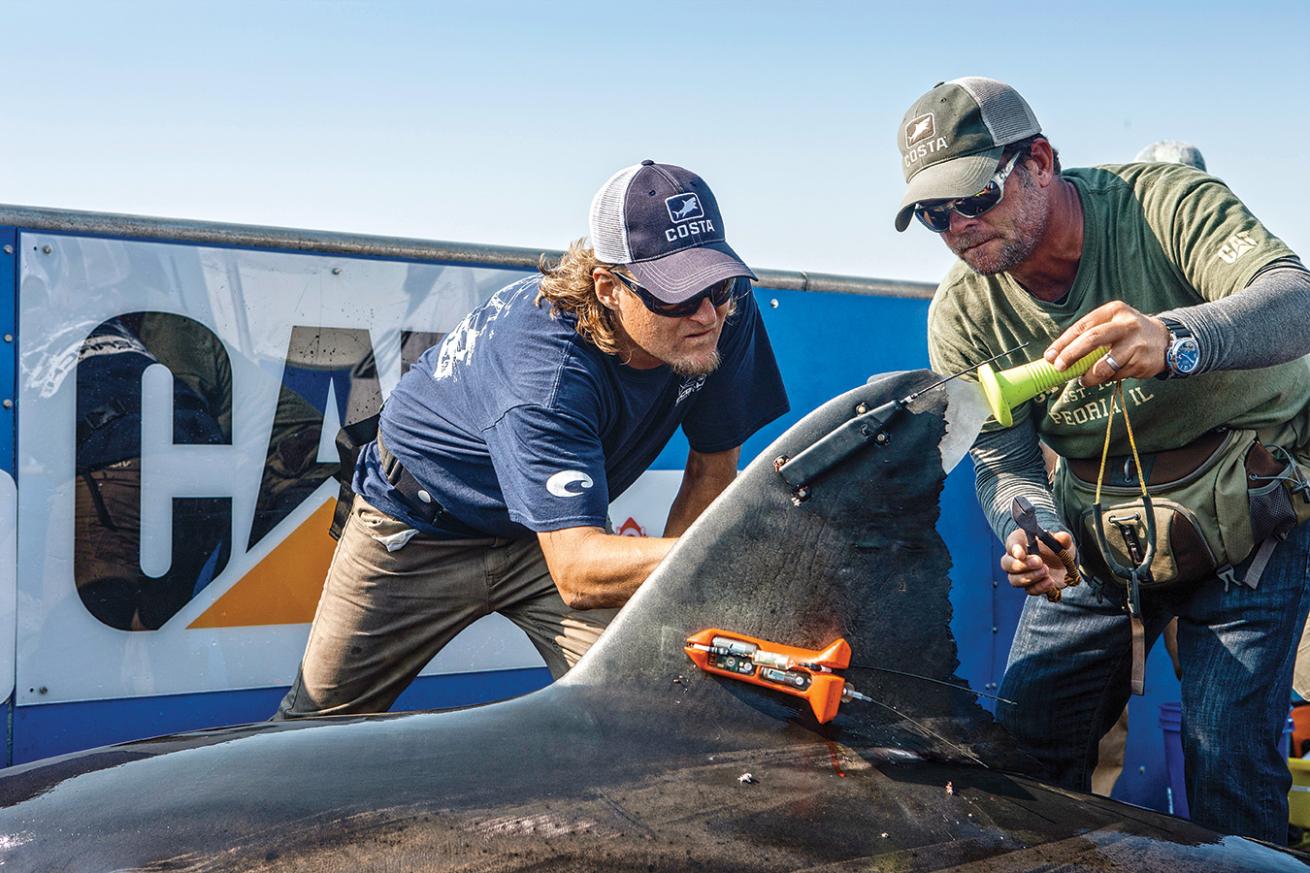 Great White Shark Tagging Ocearch Founder