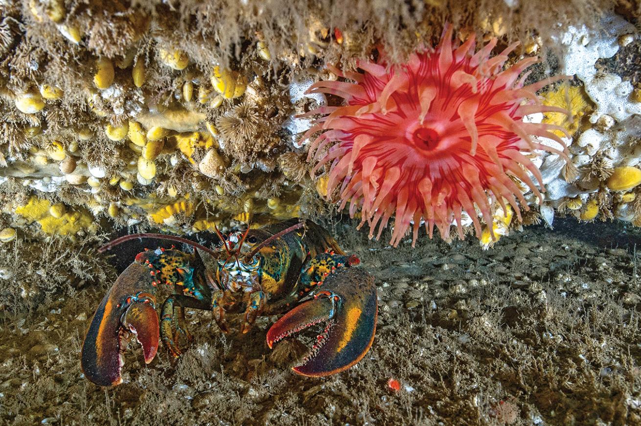 Lobster underwater with anemone Acadia National Park