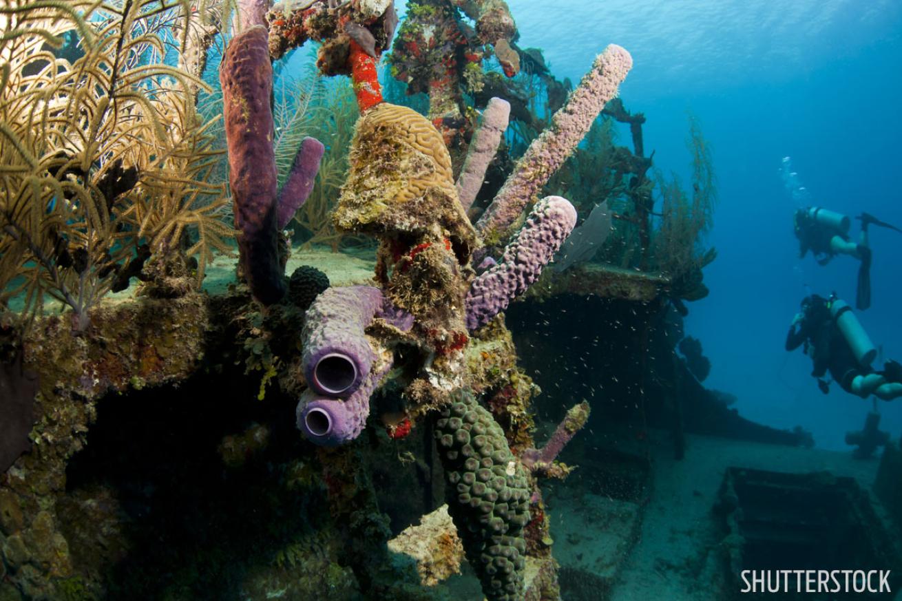 wreck diving in roatan