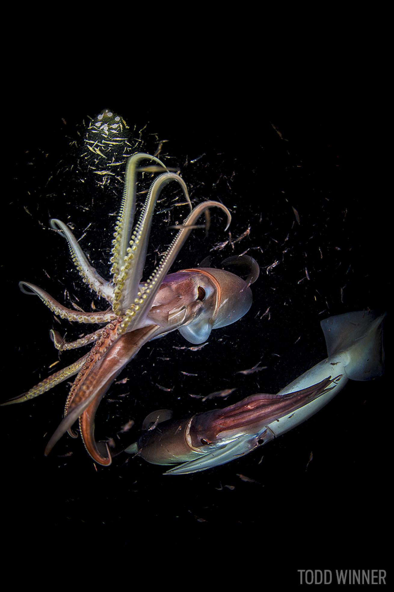 Humboldt squid encounter underwater photo