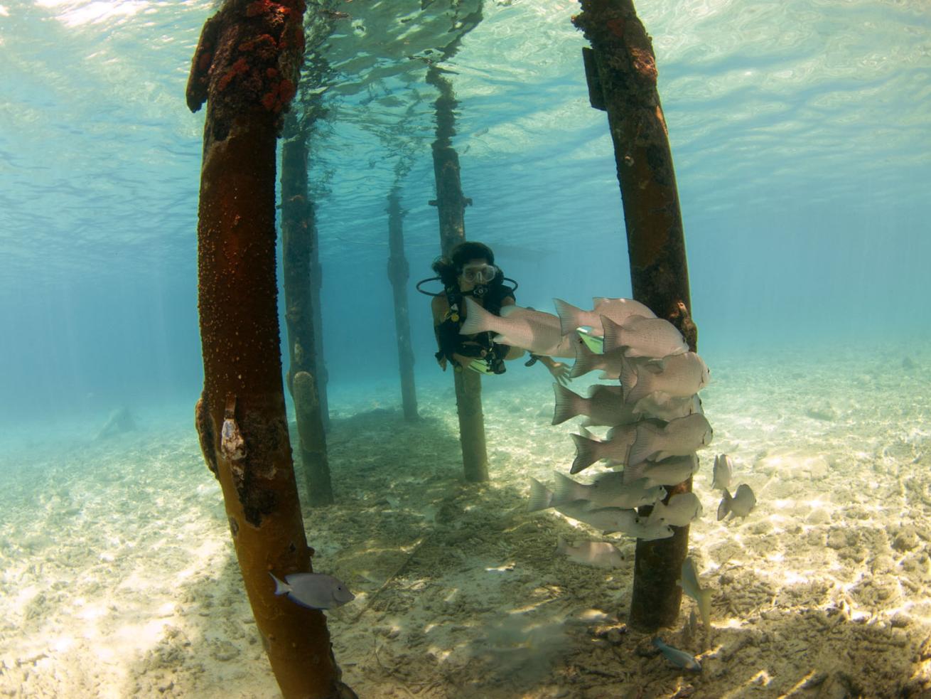 Bonaire Scuba Diving