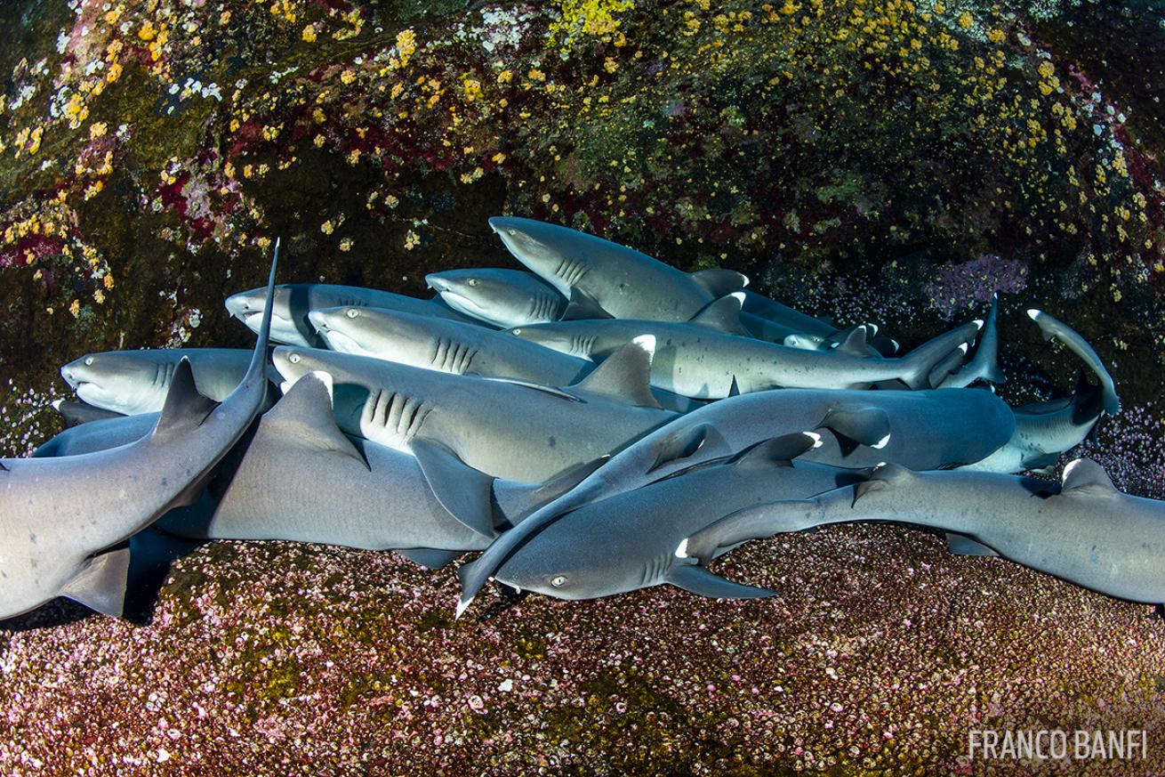 Sharks underwater in Mexico