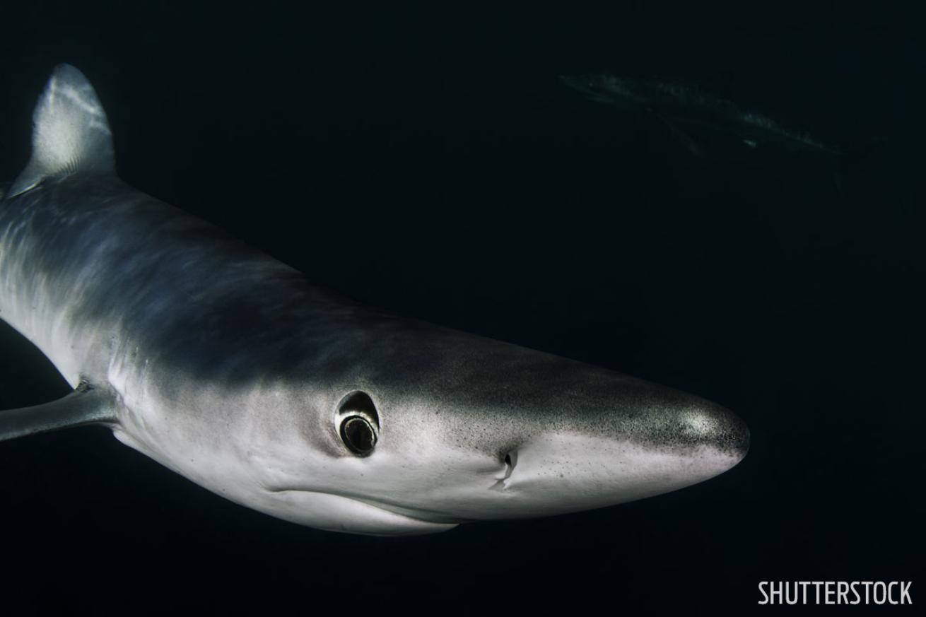 shark diving in rhode island