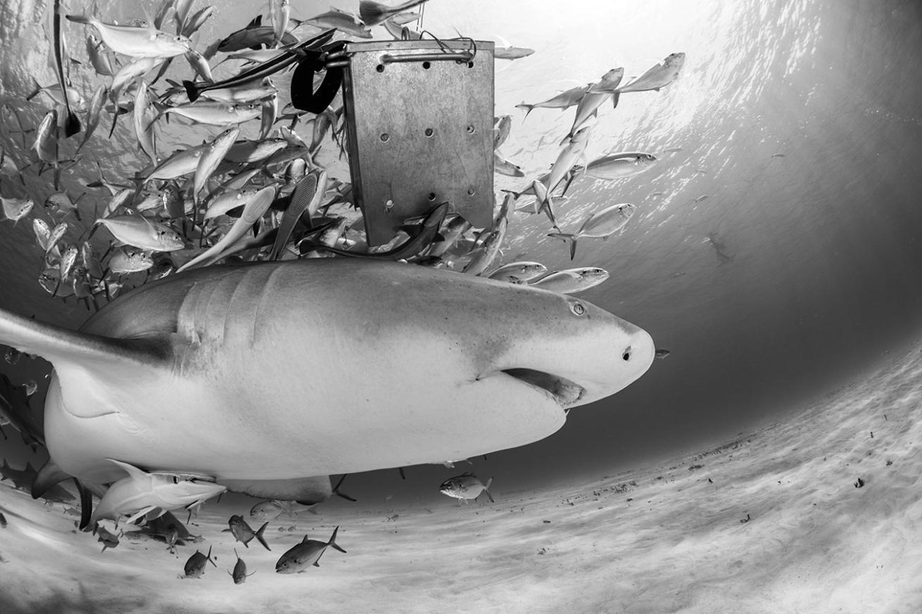 Bahamas Scuba Dive Shark