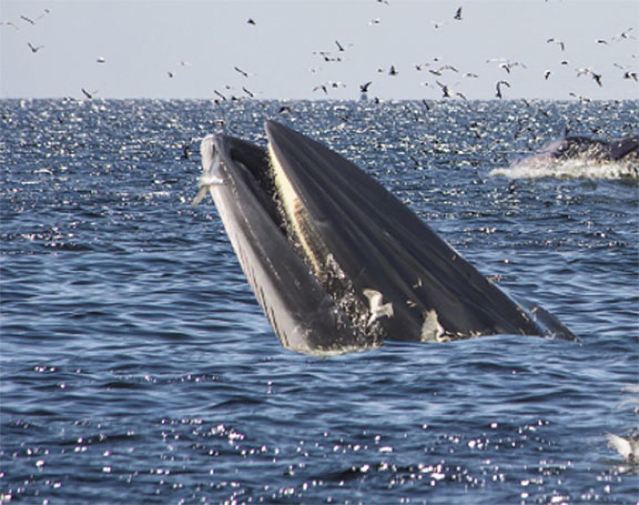 Bryde&#039;s whale