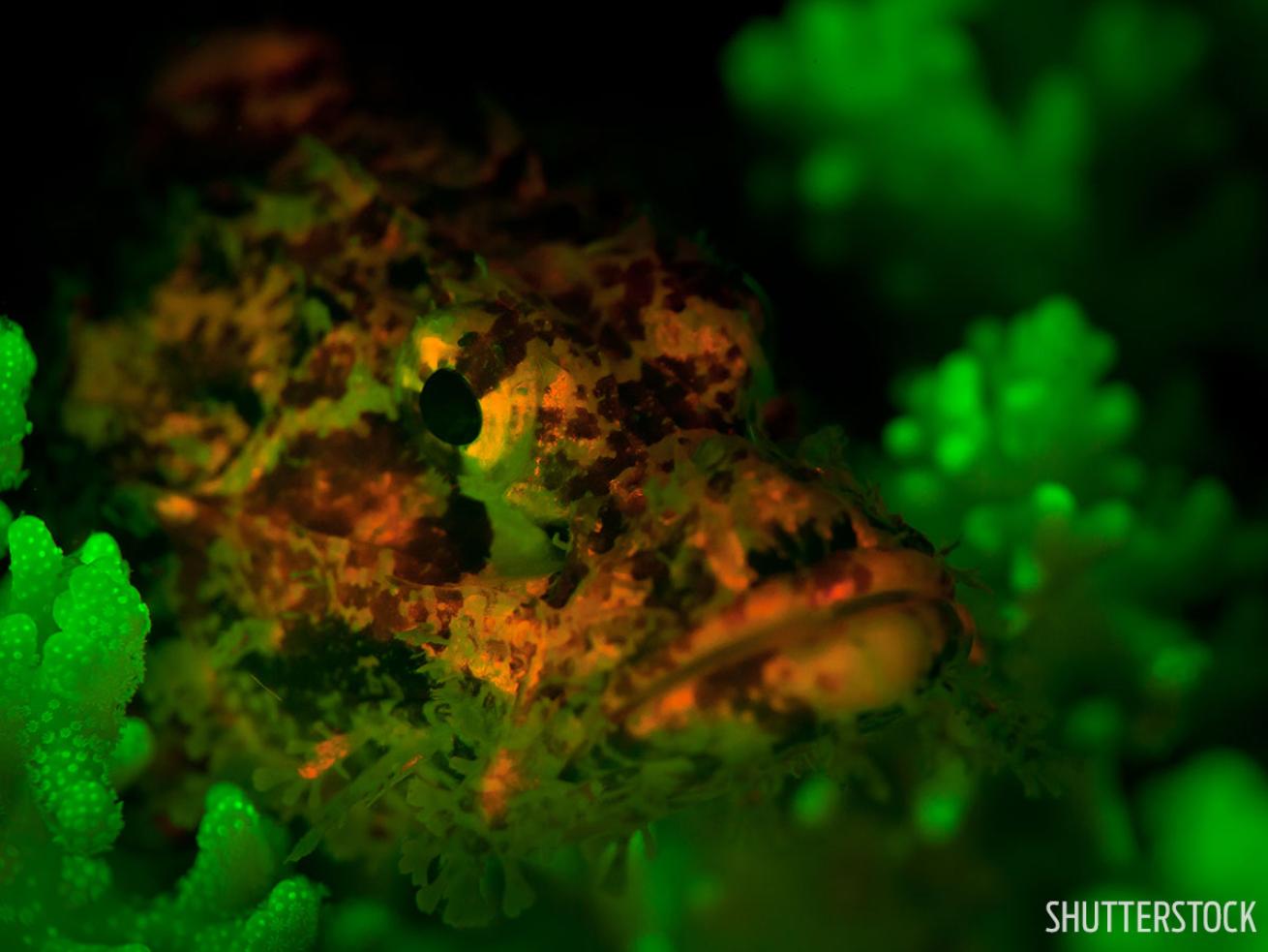 Marine fish fluorescent scuba diving Dahab, Red Sea night dive