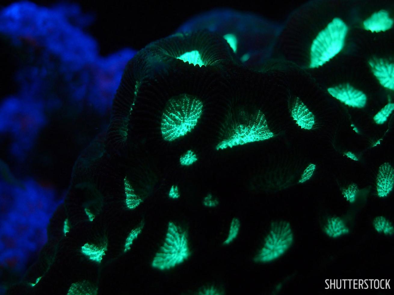 Coral fluorescent scuba diving Koh Tao, Thailand