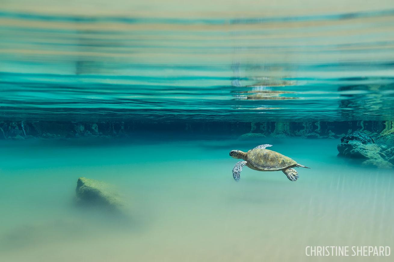 Green sea turtle underwater photograph Hawaii