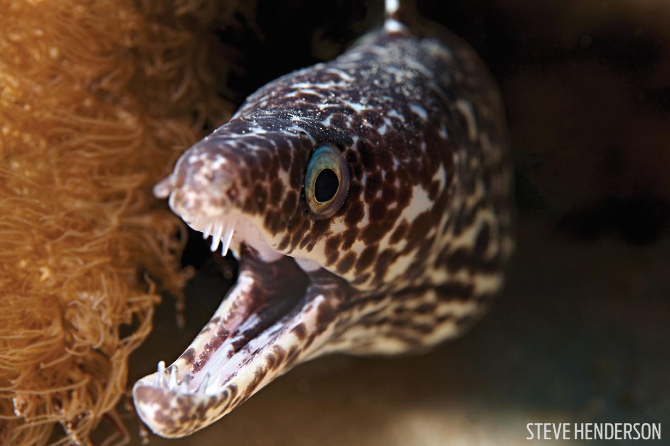 macro diving in bonaire