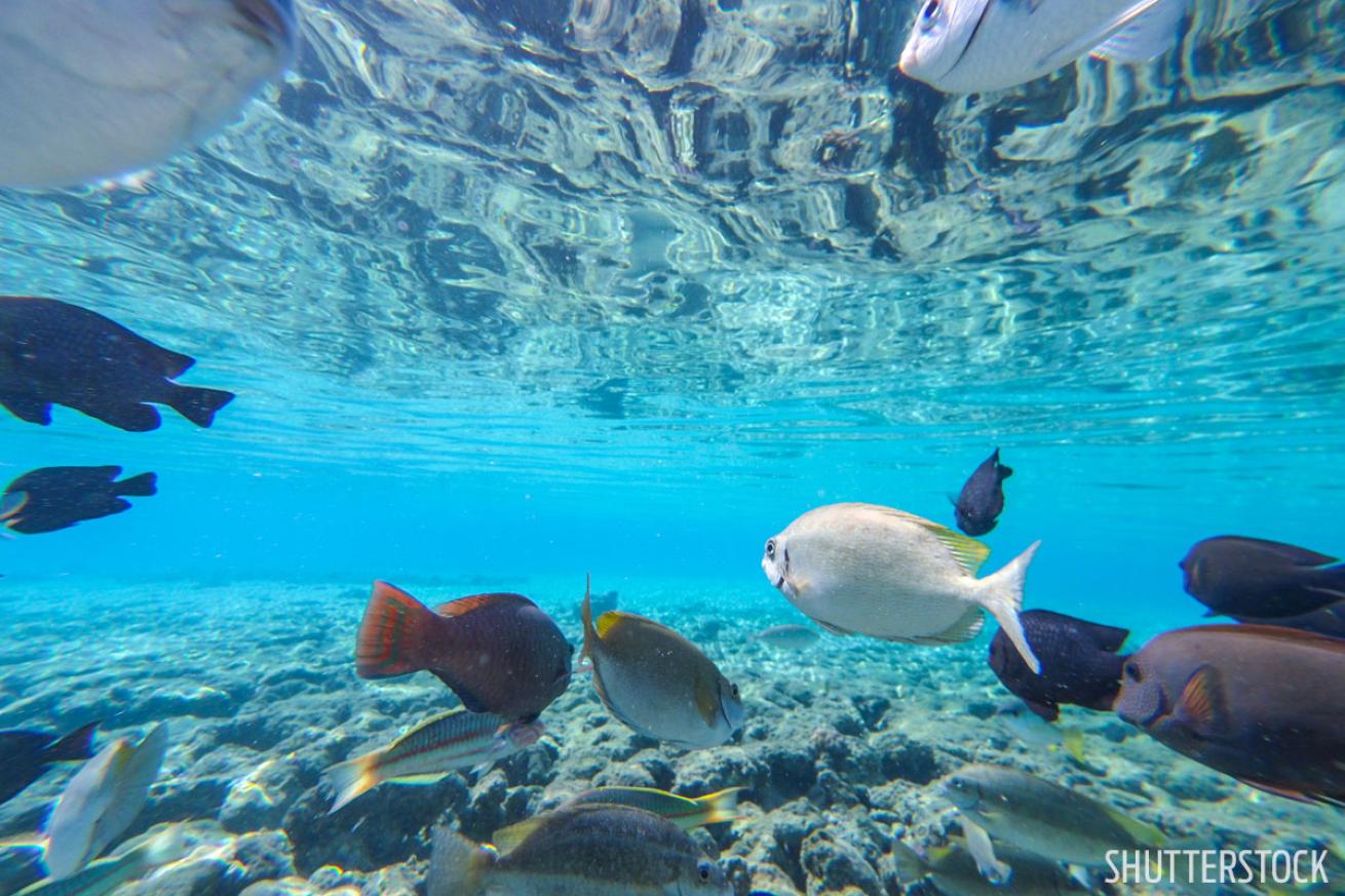scuba diving in the bahamas