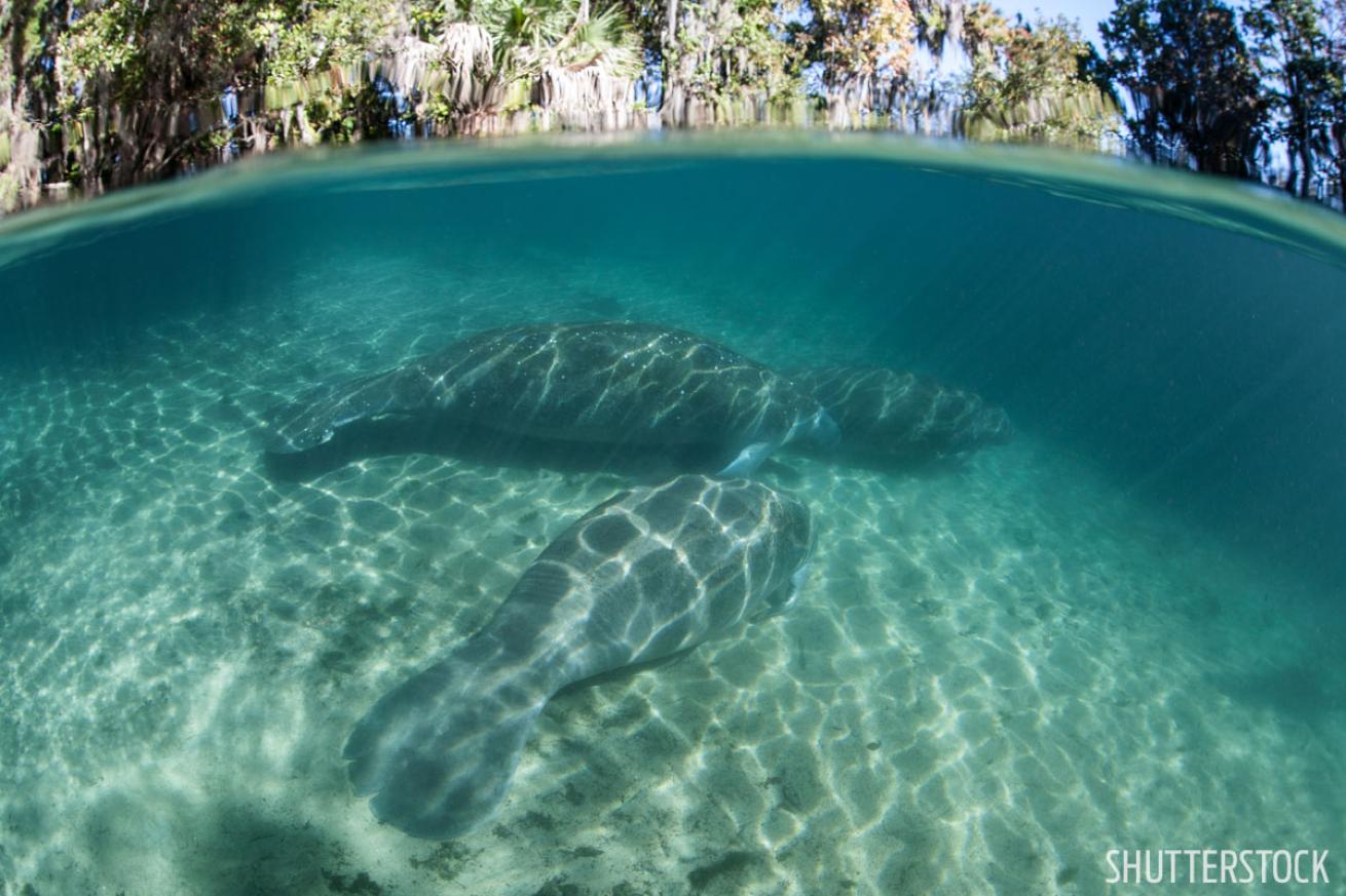 scuba diving florida's freshwater springs