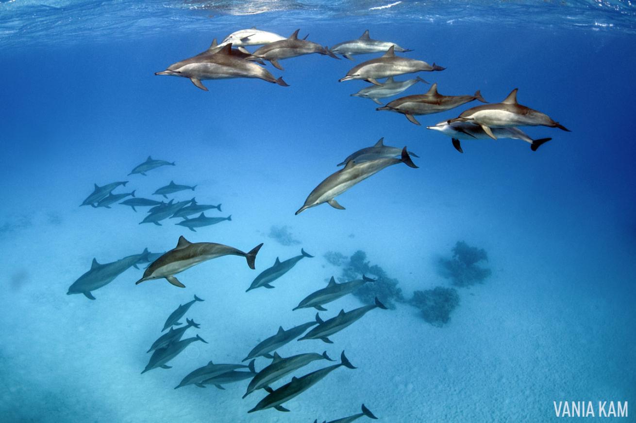 spinner dolphins in red sea egypt