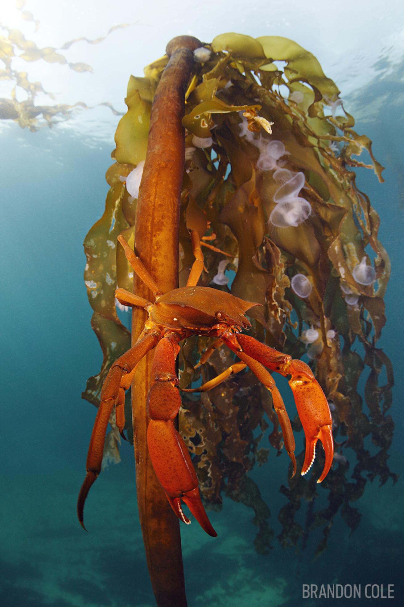 Northern kelp crab in British Columbia