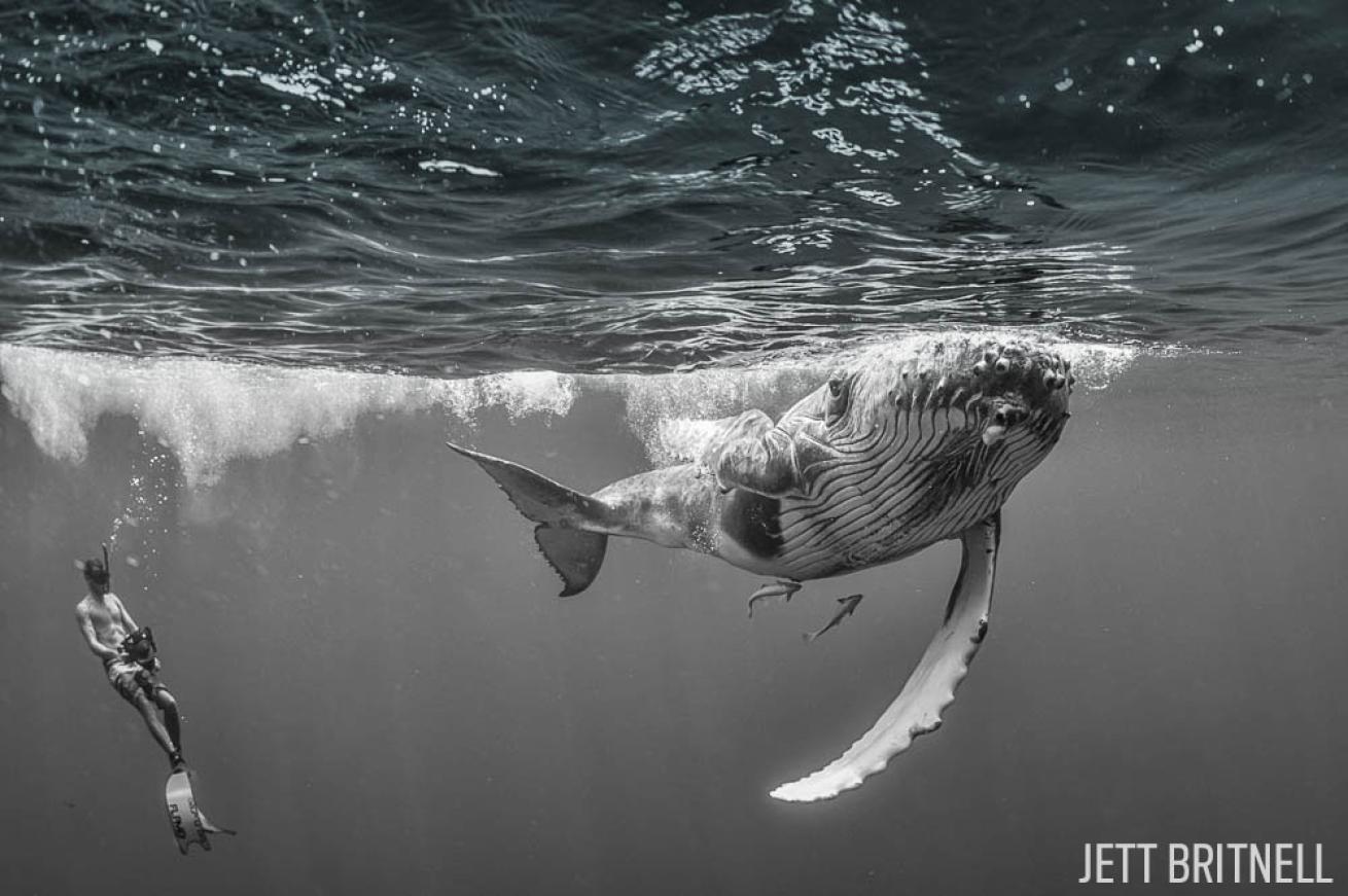 Snorkeling with humpback whales Tahiti