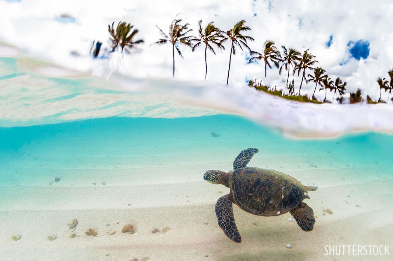 Best scuba diving destination for beginners Hawaii sea turtle