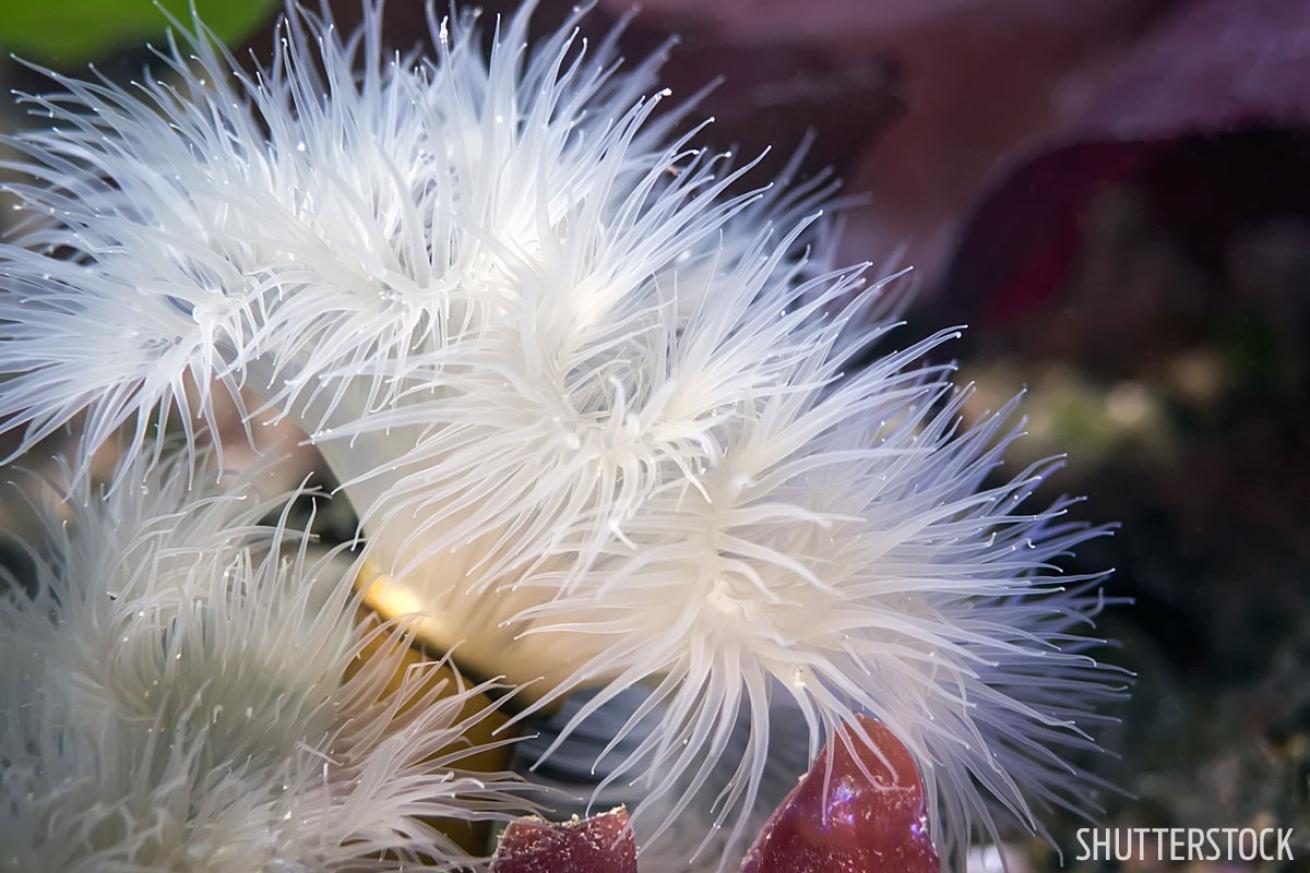 scuba diving in british columbia